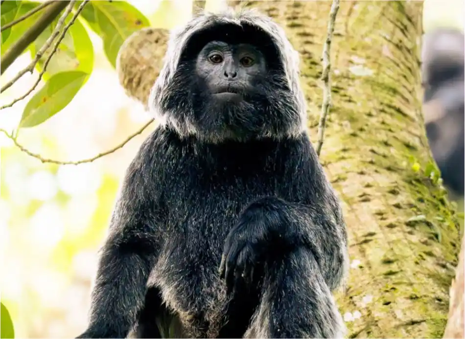 Monkey forest trail near Tetebatu